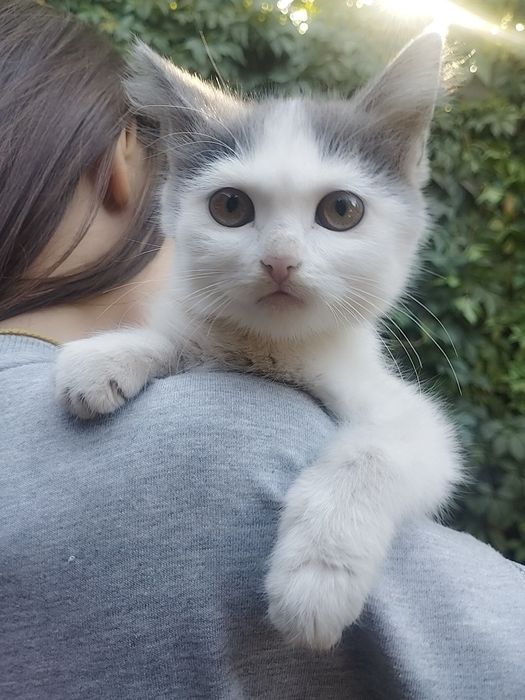 Котята в хорошие руки