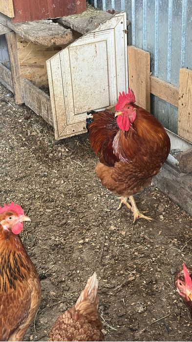 Продам петухов Кучин