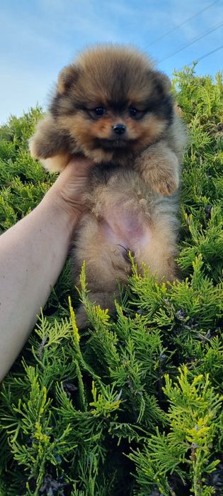 Померан  померан