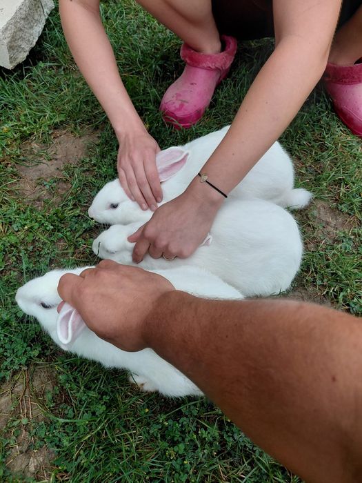 Iepuri albi, ochii albaștri cu negru, foarte frumoși, vârstă 5 luni