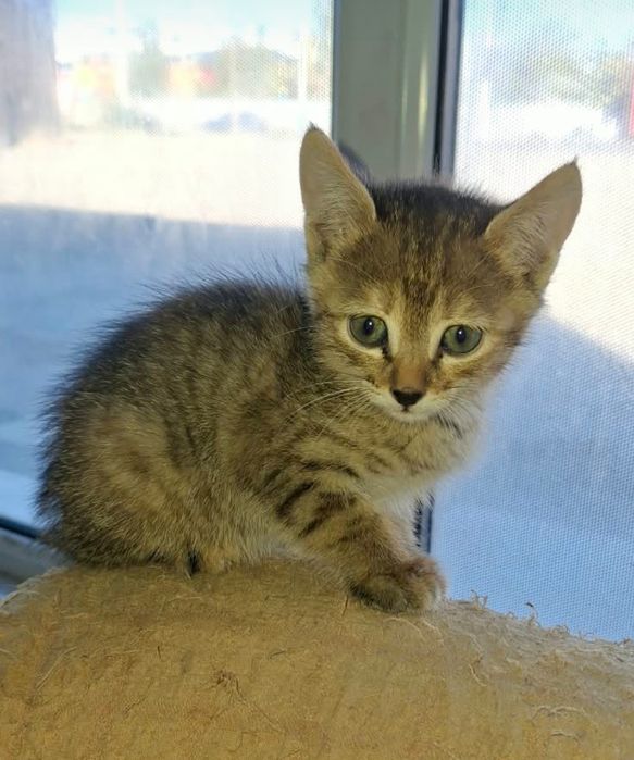 котенок в добрые руки