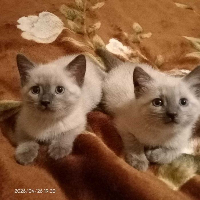 Продаются Сиамские котята