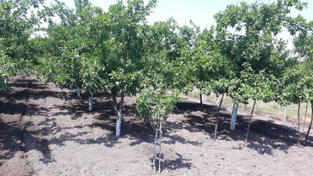 Продава се Парцел в с. Безмер, Област Ямбол - 850 кв.м за 21 €/кв.м - Снимка #12