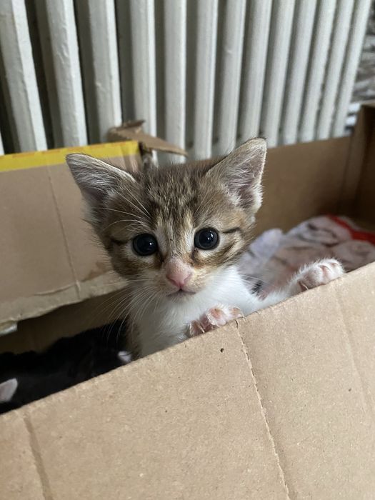 Puiuti adorabili spre adoptie