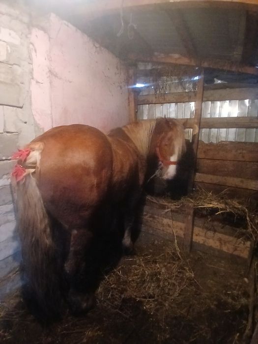 Mânz de 3ani de vânzare