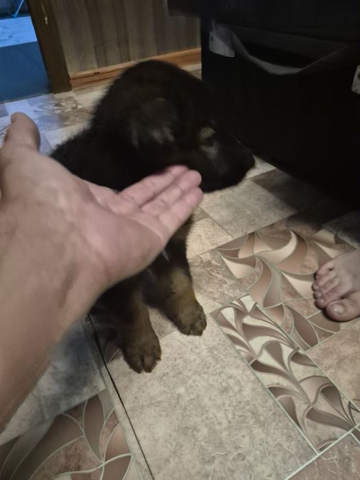 Немецкая овчарка