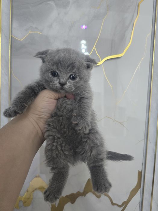 Шотландский фолд девичка и мальчик