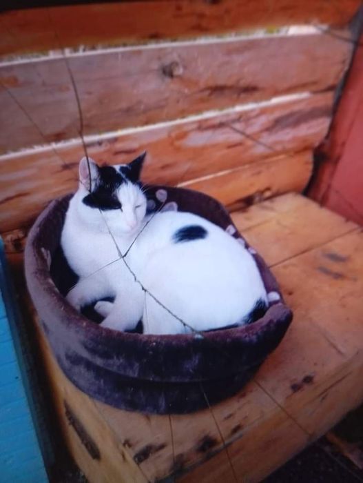 Продава се Парцел в София, Модерно предградие - 365 кв.м за 261 €/кв.м - Снимка #4