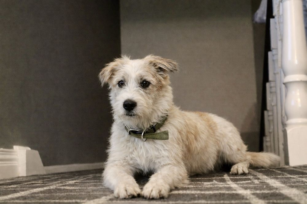 Собака Майя — идеальна для дома