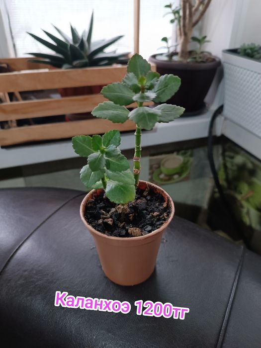 Комнатные цветы суккуленты