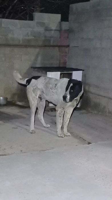 Алабай тобет ит.Линя Карабас 1 жас 5 ай болып калды.холка 95.см вес 80