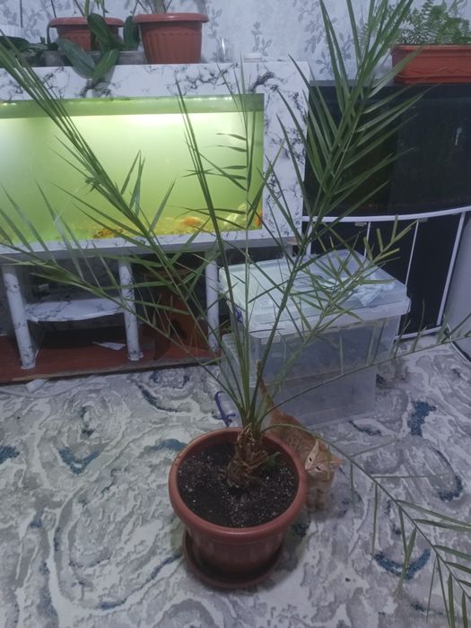 Продам финикавое дерево