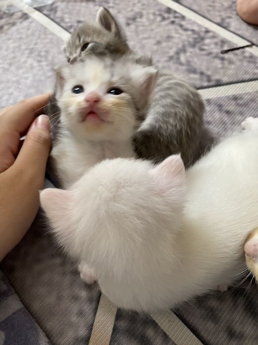 котенок бесплатно
