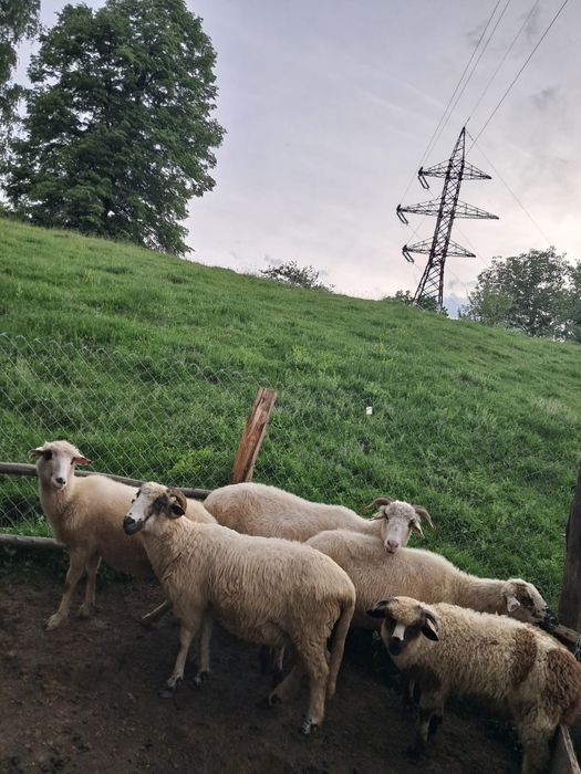 Vând oii țurcane