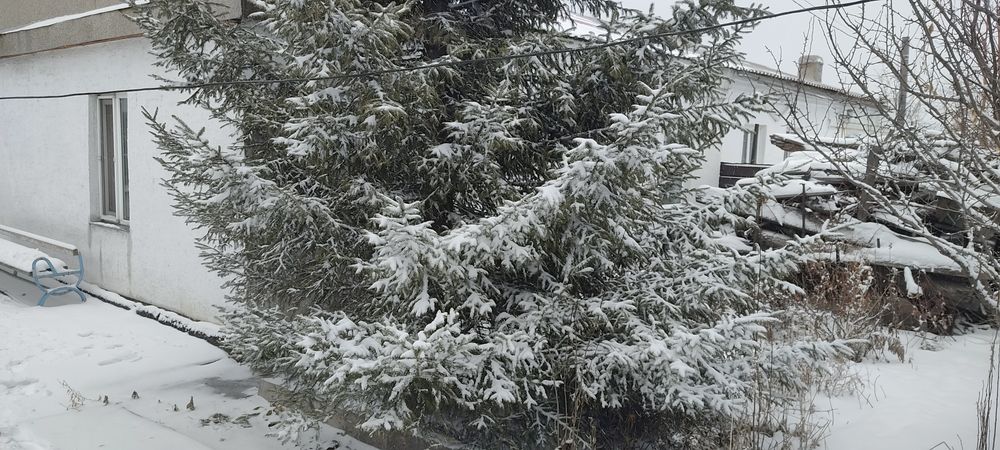 Продам         ель