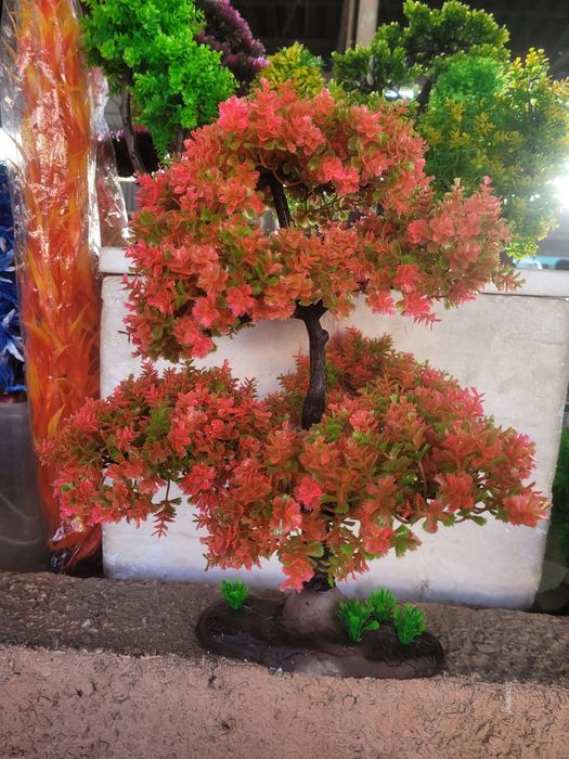 Аквариумные растения , деревья.