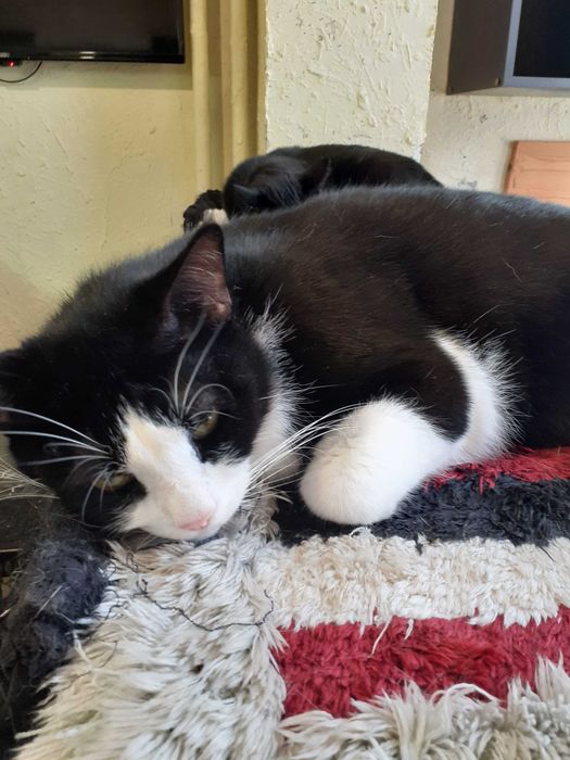 Черно-бяло мъжко коте търси дом