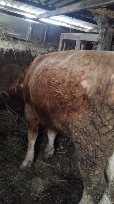 Продам быка бұқа