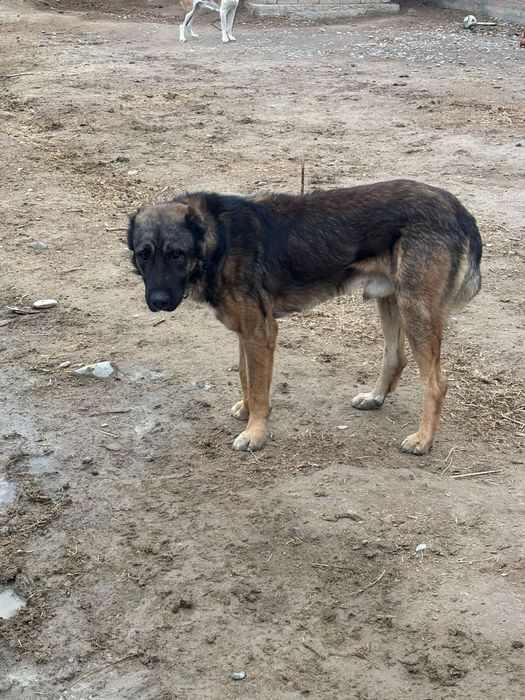 Собака Тобеттттт