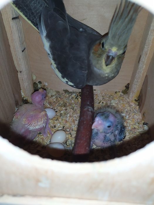 Попугай карелло разного года здоровые живут в свободном комнате