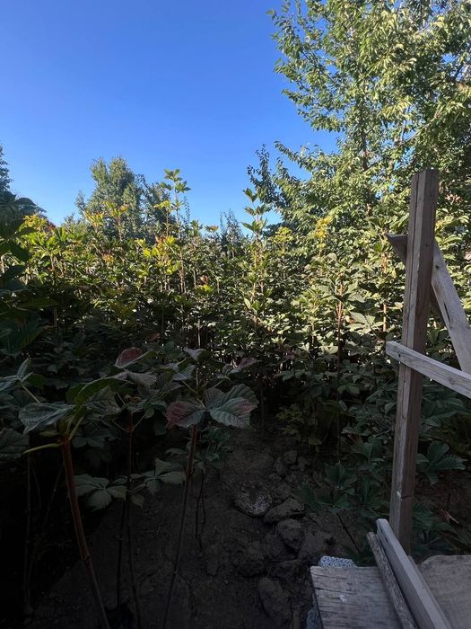 Kashtan ko'chatlari sotiladi optom