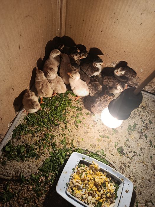 Продам цесарят миксы