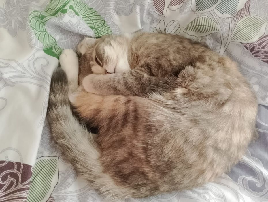 Ищем кота для вязки