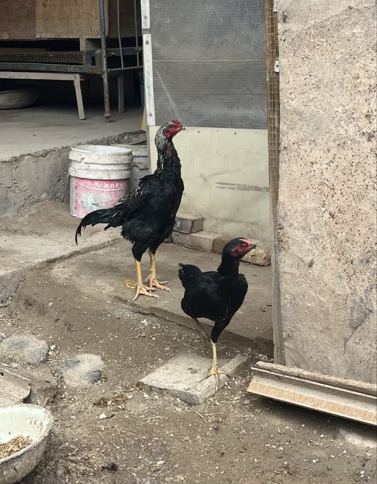 Dakan xo’roz tovuqi bilan birga turk toza