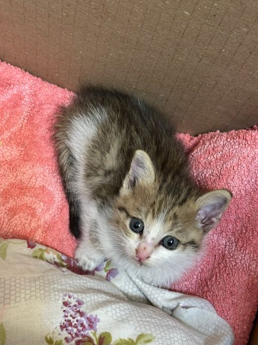 Котенок- девочка