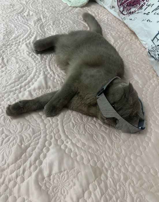 Шотландский кошка