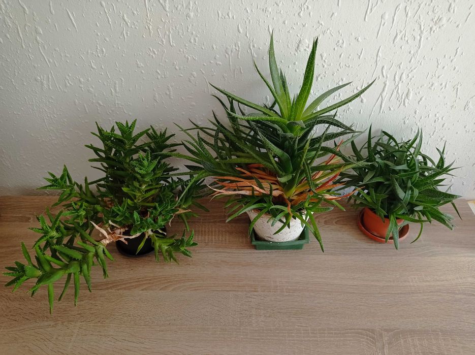 Сукуленти Алое .