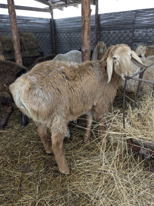 Кочкарик породы Арашан