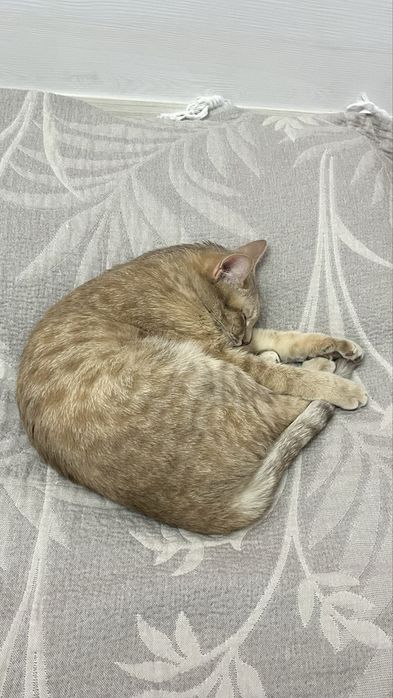 Отдаём в добрые руки кошечку Мию