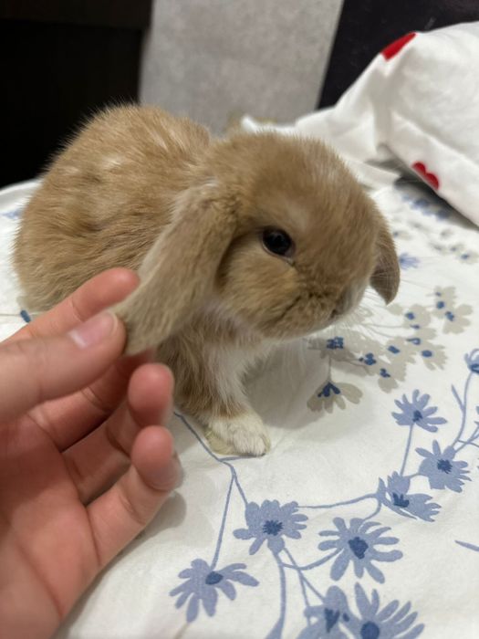 Декоративный кролик продается