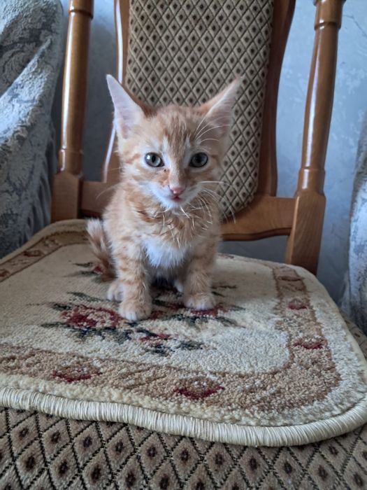 Отдам котенка бесплатно
