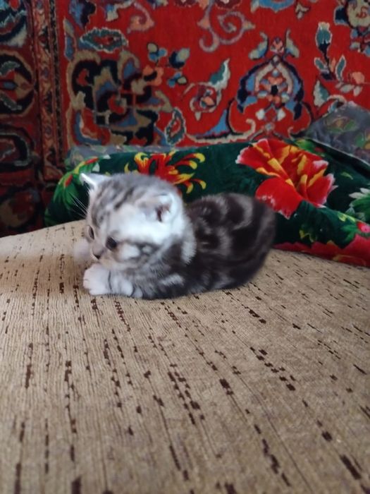 Британские  котята