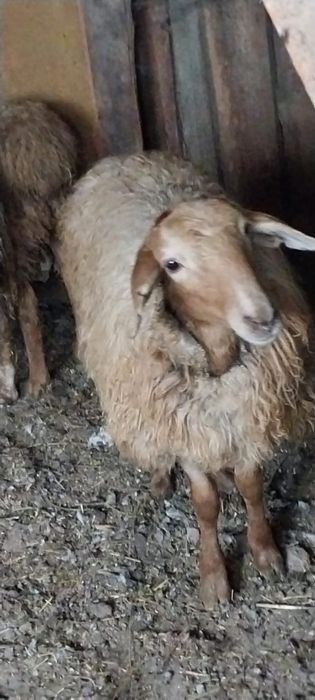 Бараны срочно откормленные