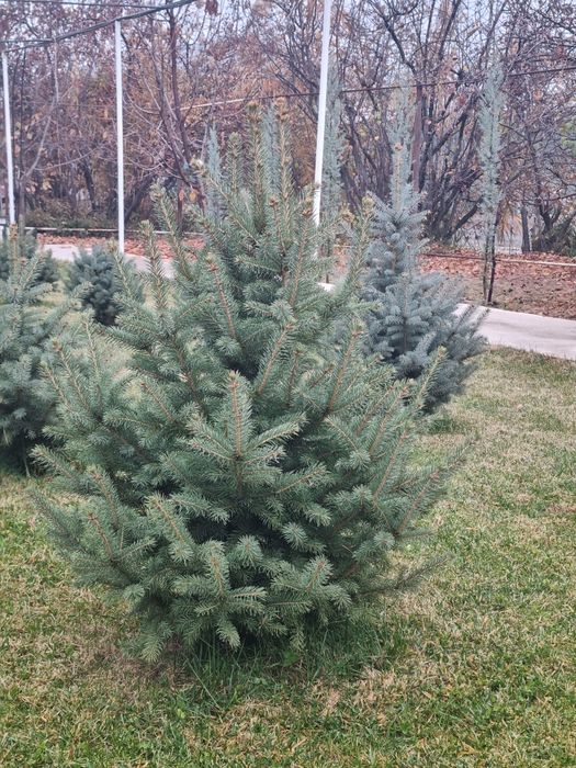 Archa Goluboy yel,Голубой ёл