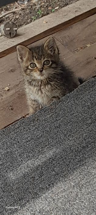 Отдам котёнка в добрые руки