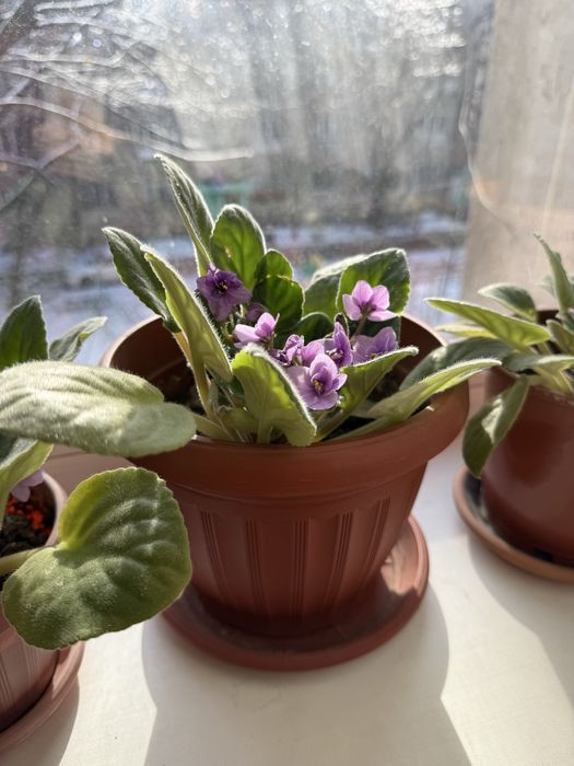 Домошние цветы. Фиалки