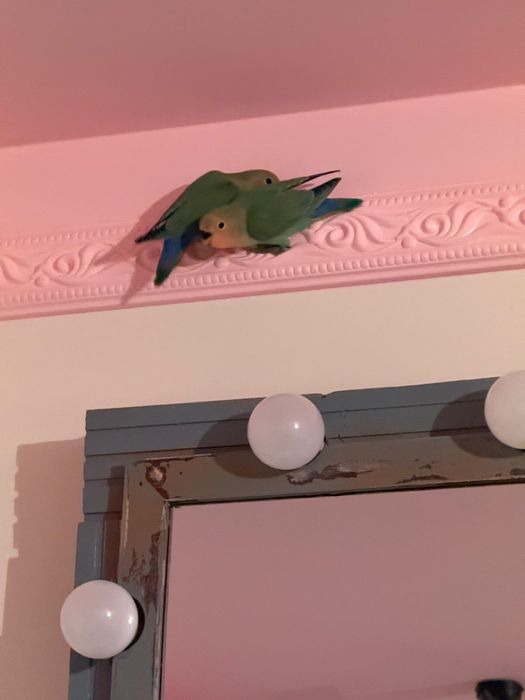 Papagali agapornis roseicollis