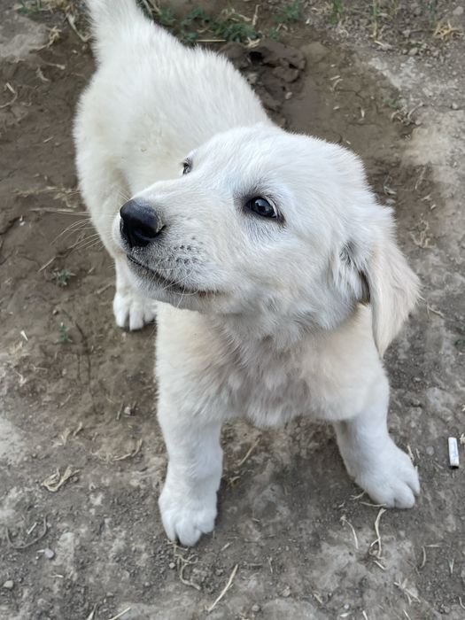 ақ алабай күшік ит бар