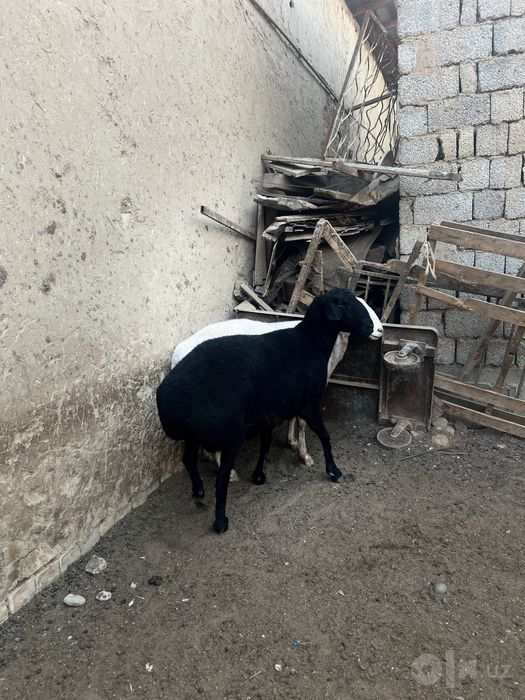 Qoy sotiladi yeb ichshlar zor