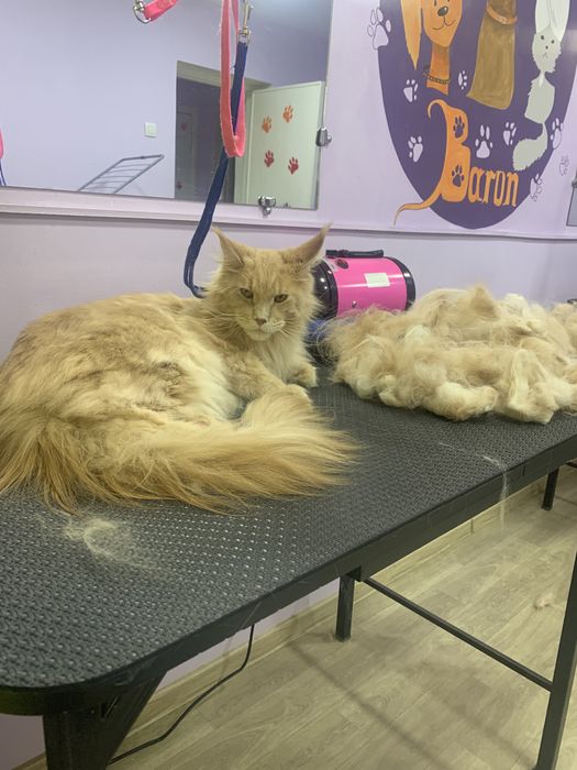 Профессиональные услуги грумера