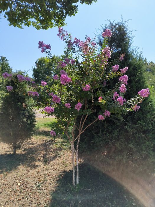 Индийский сирень