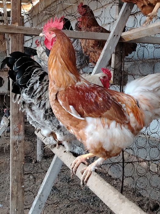 Петух қораздар петух