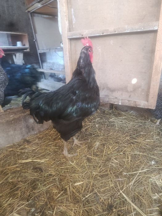 Инкубационный яицо Джерси гигант