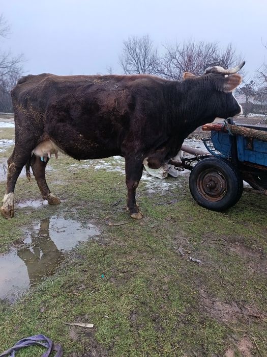 Vând vaca tânără