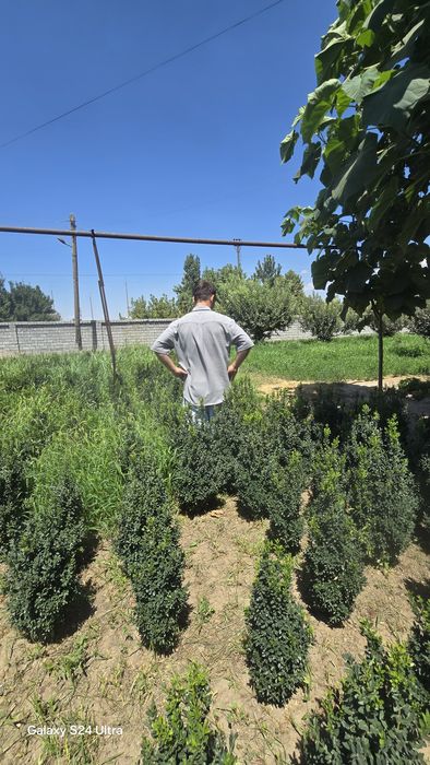 Harxil turdagi archalar va daraxtlar bor