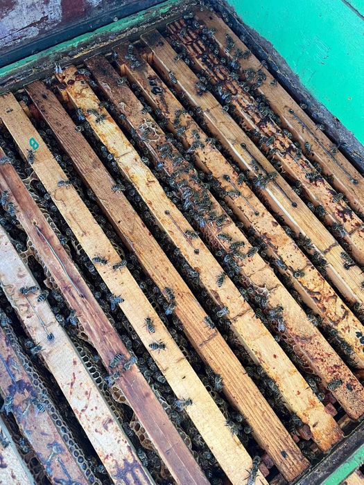 Vând Vagon Apicol Înmatriculat cu 37 de lăzi + 8 familii de albine